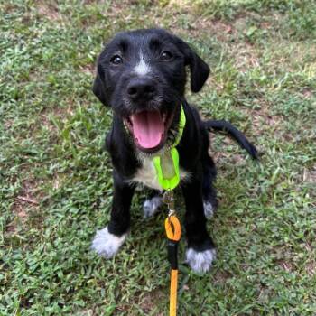 Porter -  Great Dane and Poodle Dog for Adoption in Raleigh, North Carolina - Porter | PetCurious