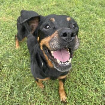 Rottweiler Dogs Available for Adoption - Amaya Papaya | PetCurious