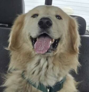 Rescue Great Pyrenees and Golden Retriever Dogs for Adoption in Quinlan, Texas - Augustus "Augie" ATX | PetCurious