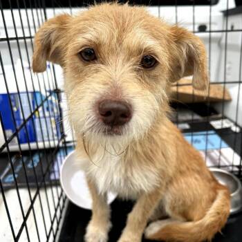 Frisky -  Wire Fox Terrier Dog for Adoption in Lufkin, Texas - Frisky | PetCurious