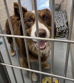 Taz -  Australian Shepherd Dog for Adoption in Troutdale, Oregon - Taz | PetCurious
