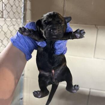 Shepherd Dogs Available for Adoption - Maizie Pup 4 | PetCurious