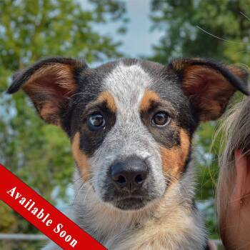 Duke -  Cattle Dog and Beagle Dog for Adoption in Huntley, Illinois - Duke | PetCurious