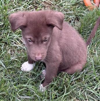 Romeo -  Australian Shepherd Dog for Adoption in South Bend, Indiana - Romeo | PetCurious