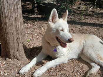 Paige -  Husky Dog for Adoption in Pflugerville, Texas - Paige | PetCurious