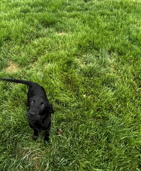 Rescue Golden Retriever and Chocolate Labrador Retriever Dogs for Adoption in Brownstown, Indiana - Ace | PetCurious