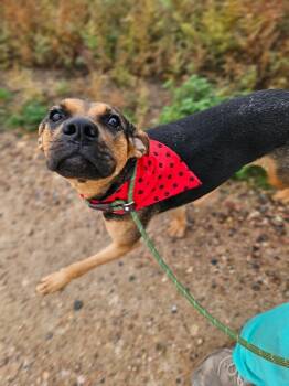 Rescue Mixed Breed Dogs for Adoption in Fort Collins, Colorado - Alessia | PetCurious