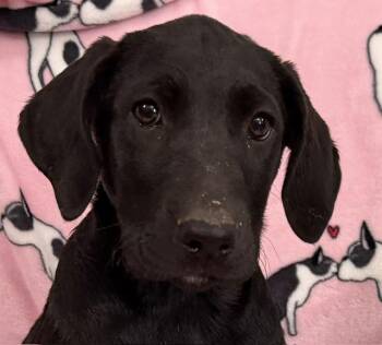 Strawberry Tropical -  Hound Dog for Adoption in Andover, Massachusetts - Strawberry Tropical | PetCurious