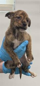 LATKE -  American Staffordshire Terrier Dog for Adoption in San Antonio, Texas - LATKE | PetCurious
