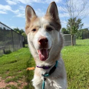 Rita -  Husky Dog for Adoption in York, Pennsylvania - Rita | PetCurious