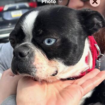 Boston Terrier Dogs Available for Adoption - Amelia | PetCurious