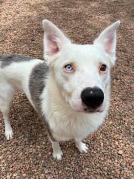 Zeus -  Shepherd Dog for Adoption in Canon City, Colorado - Zeus | PetCurious