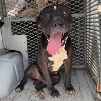 Edison -  Pit Bull Terrier Dog for Adoption in Edinburg, Texas - Edison | PetCurious