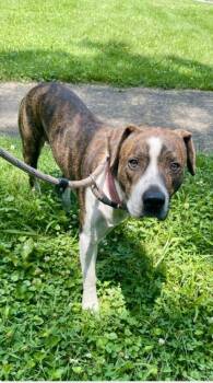 Clyde II -  Mixed Breed Dog for Adoption in Terre Haute, Indiana - Clyde II | PetCurious