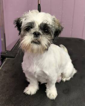 Tina -  Shih Tzu Dog for Adoption in Charlotte, North Carolina - Tina | PetCurious