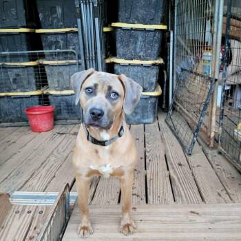 Rescue Presa Canario Dogs for Adoption in Burlington, New Jersey - Fiona | PetCurious