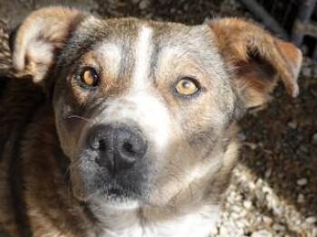 Cattle Dog Dogs Available for Adoption - Molly | PetCurious