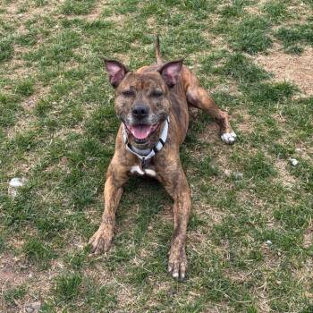 Peyton -  Pit Bull Terrier Dog for Adoption in Harrisonburg, Virginia - Peyton | PetCurious