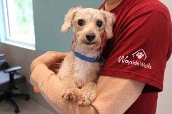 Poodle and Mixed Breed Dogs Available for Adoption in Kansas City, Missouri - Lacey | PetCurious