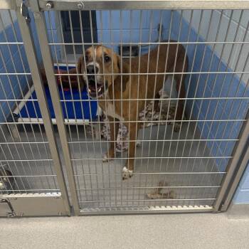 Koda -  Hound and Mixed Breed Dog for Adoption in Chattanooga, Tennessee - Koda | PetCurious