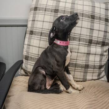 Rumi -  Dachshund and Mixed Breed Dog for Adoption in Pawling, New York - Rumi | PetCurious