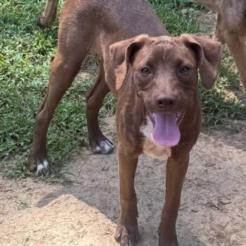 Princess Peach -  Chocolate Labrador Retriever and Mixed Breed Dog for Adoption in Parrish, Alabama - Princess Peach | PetCurious
