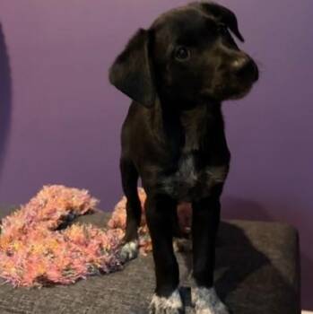 Labrador Retriever Dogs Available for Adoption in Brookeville, Maryland - Nori | PetCurious