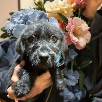 Labradoodle Dogs Available for Adoption - Sindy | PetCurious