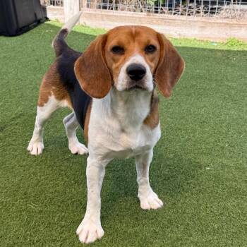 Tiffani 2078 -  Beagle Dog for Adoption in Loxahatchee Groves, Florida - Tiffani 2078 | PetCurious