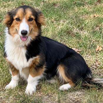 Lassie -  Corgi and Mixed Breed Dog for Adoption in Pelham, New Hampshire - Lassie | PetCurious