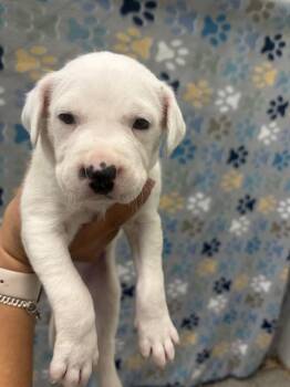 Labrador Retriever and Mixed Breed Dogs Available for Adoption - CALVIN | PetCurious