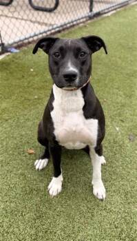Rescue Pit Bull Terrier and Mixed Breed Dogs for Adoption in Hutchinson, Kansas - Stella | PetCurious