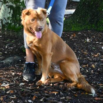 Chipmunk -  Mixed Breed Dog for Adoption in Sarasota, Florida - Chipmunk | PetCurious