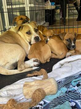 Rescue Pit Bull Terrier Dogs for Adoption in Ayden, North Carolina - Honeysuckle | PetCurious