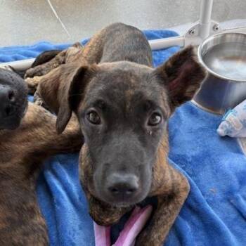 Lucy -  Mixed Breed Dog for Adoption in Bentonville, Arkansas - Lucy | PetCurious