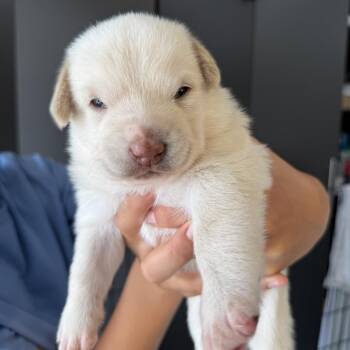 Kylie -  Yellow Labrador Retriever Dog for Adoption in Oceanside, California - Kylie | PetCurious