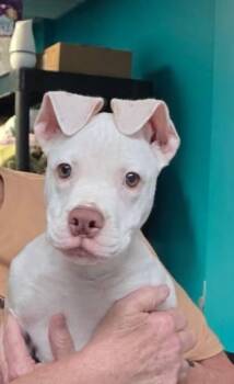 Rescue American Bulldog Dogs for Adoption in Leonardtown, Maryland - Roo | PetCurious