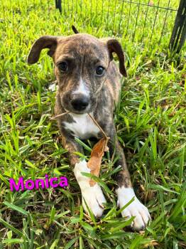 Monica -  Australian Shepherd and Mixed Breed Dog for Adoption in Blairstown, New Jersey - Monica | PetCurious