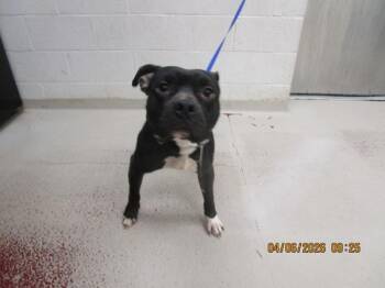 Pit Bull Terrier Dogs Available for Adoption in Marietta, Georgia - (408) | PetCurious