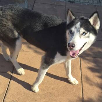 Blue -  Husky Dog for Adoption in New Orleans, Louisiana - Blue | PetCurious