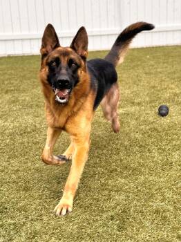 Rescue German Shepherd Dog Dogs for Adoption in Newport Beach, California - Jake | PetCurious