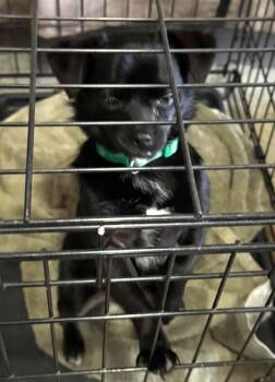 Chihuahua Dogs Available for Adoption - Prince | PetCurious