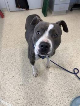 Mixed Breed Dogs Available for Adoption in Lafayette, Indiana - Wrench | PetCurious