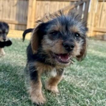 Phoebe -  Yorkshire Terrier Dog Available for Adoption in Richmond, Virginia - Phoebe | PetCurious