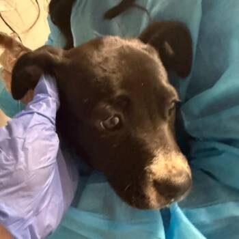 Mixed Breed Dogs Available for Adoption in Charleston, West Virginia - Bean | PetCurious