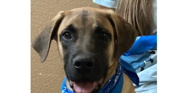 Rescue German Shepherd Dog and Belgian Shepherd Malinois Dogs for Adoption in Naperville, Illinois - Tiger | PetCurious