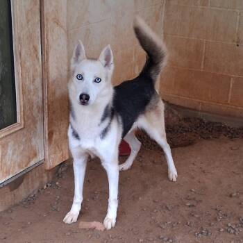 SONNY 7641 -  Husky and Shepherd Dog for Adoption in Loxahatchee Groves, Florida - SONNY 7641 | PetCurious