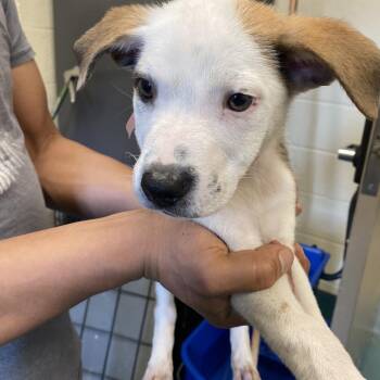 Max -  Mixed Breed Dog for Adoption in Memphis, Tennessee - Max | PetCurious