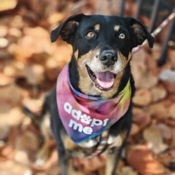 Hound and Shepherd Dogs Available for Adoption in Palm Harbor, Florida - Blue | PetCurious