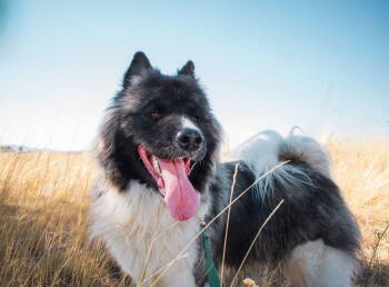Rescue Akita and Alaskan Malamute Dogs for Adoption in Seattle, Washington - MAGGIE | PetCurious